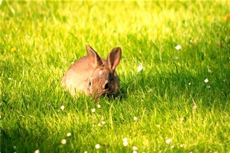 夢到殺動物|夢見殺小動物，夢到殺小動物是什麽意思？